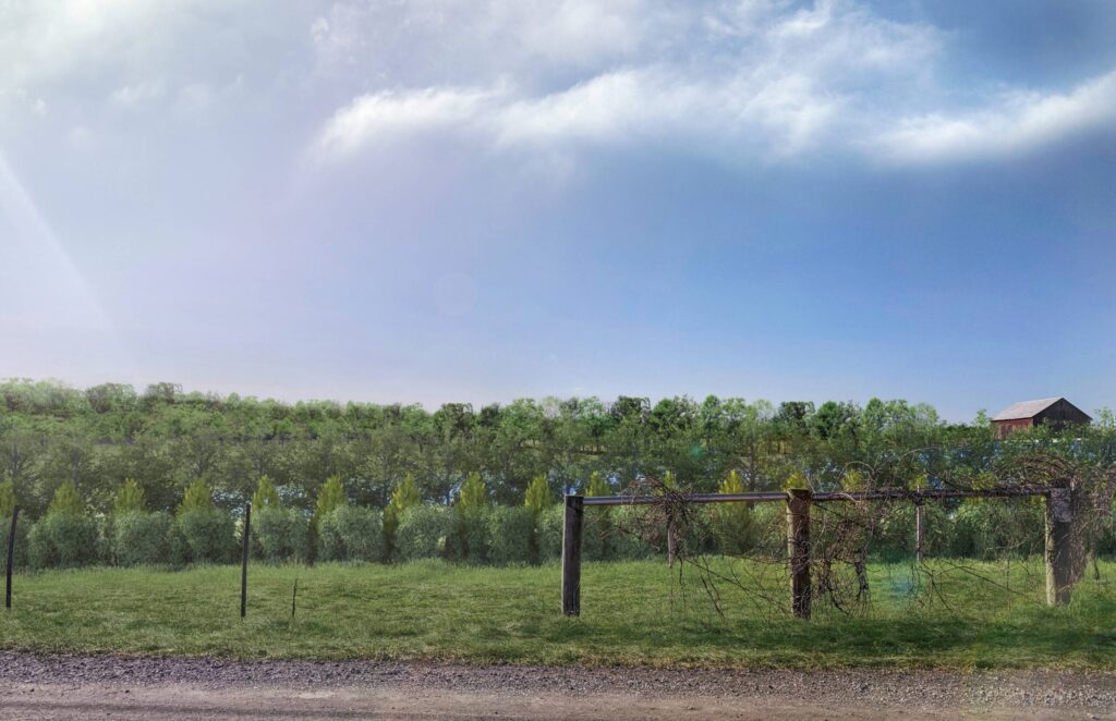 Foxglove-Vaucluse-Rd-11x17-Year-5-scaled